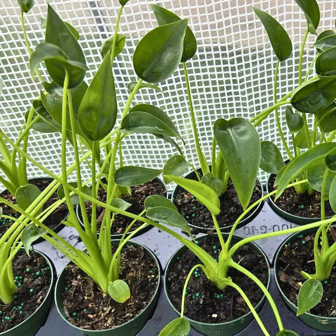 Alocasia 'Tiny Dancer' Care Guide