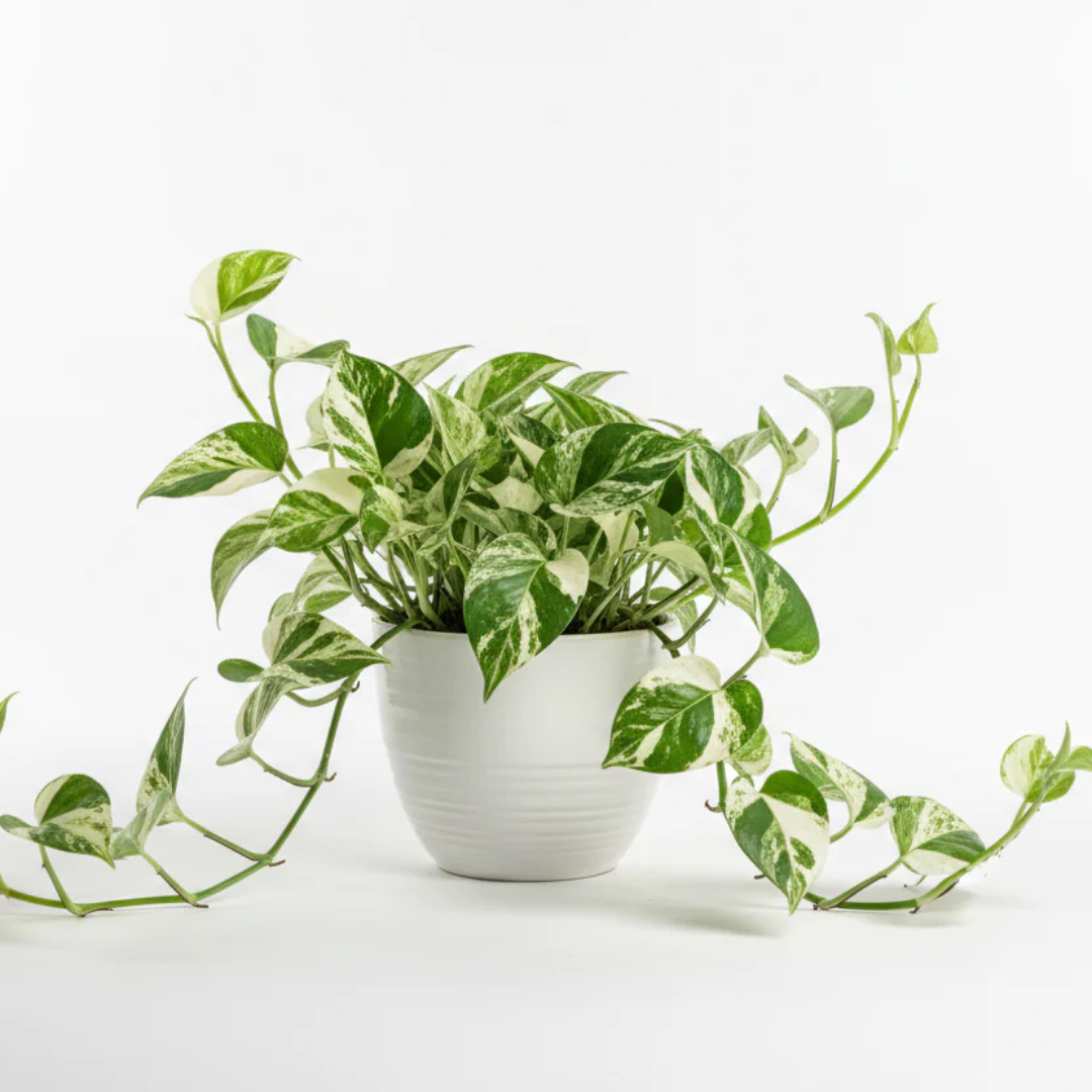 Pothos 'NJoy' Care Guide