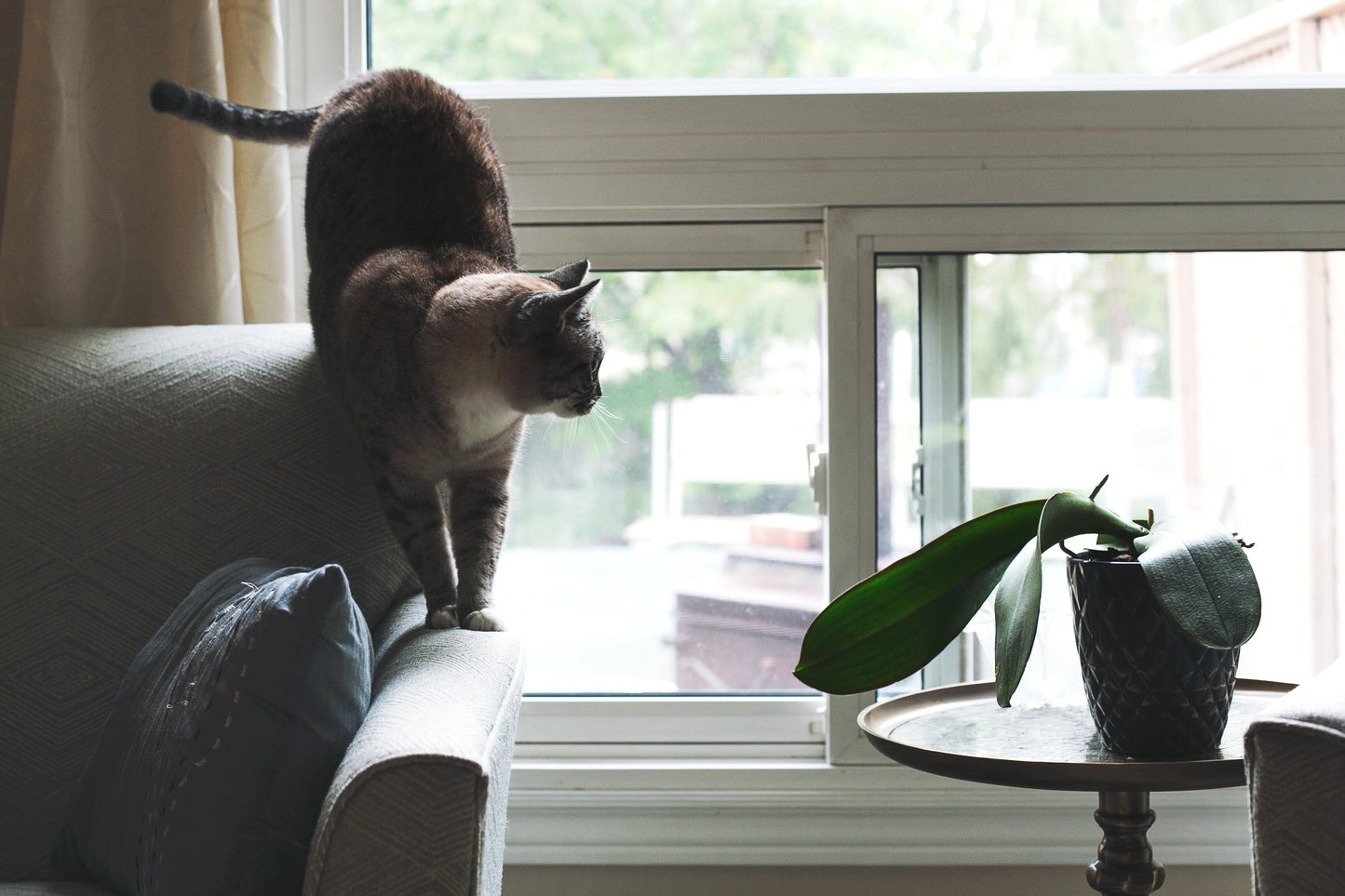 Pet Friendly Plants