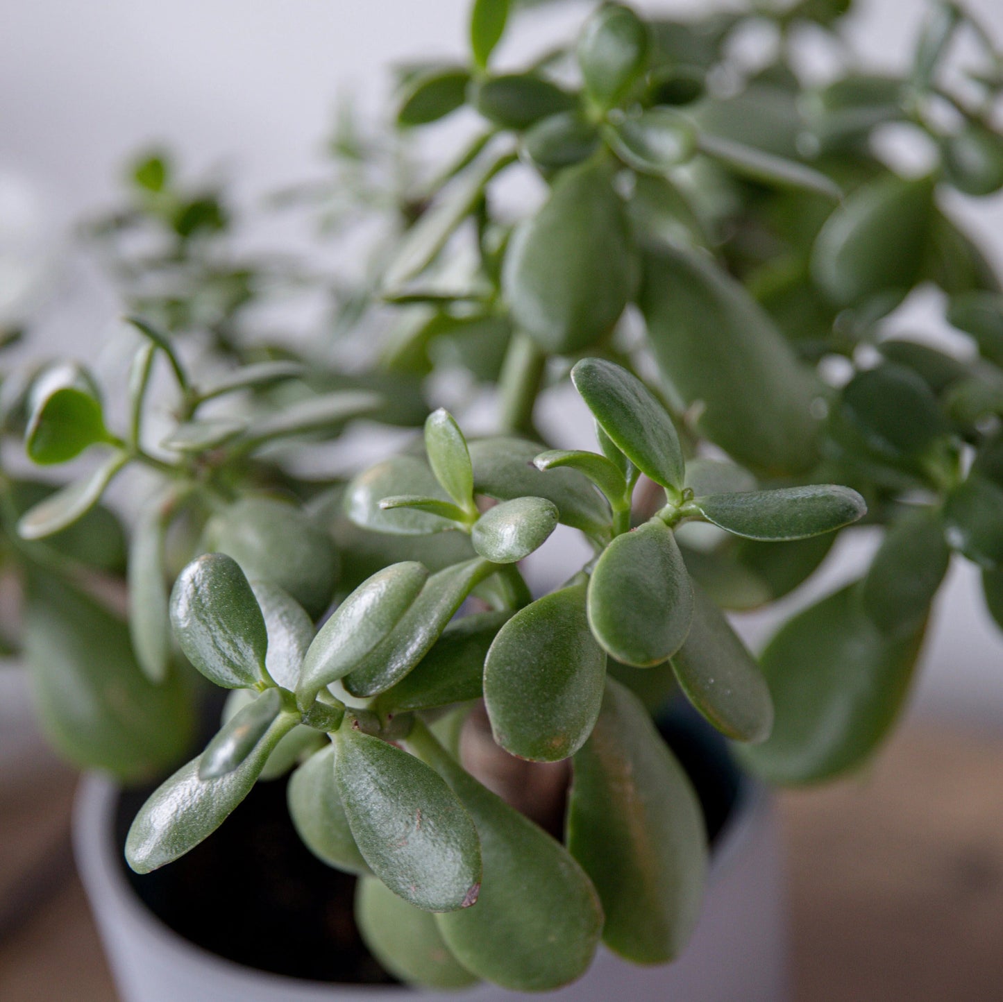 Easy Care and Low Maintenance