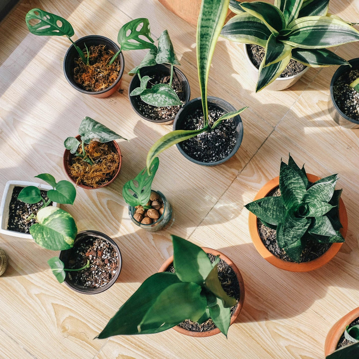 All Houseplants